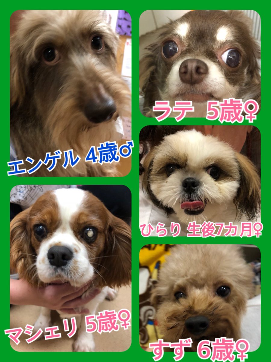 🐾今日の里親様募集中ワンコ🐶メンバーです🐾新メンバーもやってきたよ😃2018,10,6